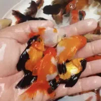 مآهی خوراکی تزئینی قرمّز