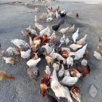 فروش مرغ و خروس