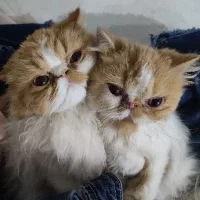 گربه پرشین اصیل