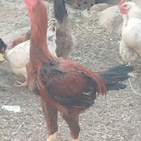 خروس لاری اوشامو|حیوانات مزرعه|سبزوار, قصبه شرقی|دیوار