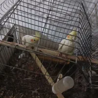 یک جفت عروس هلندی قناری و ،