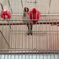 سهره نروسهره قناری وقناری جفت خورده.