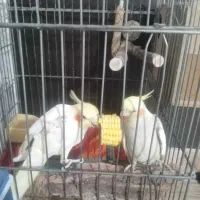 فروش یک جفت عروس هلندی