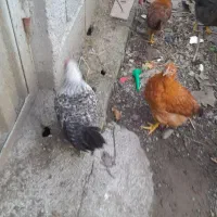 خروس|حیوانات مزرعه|لولمان, |دیوار