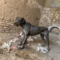 گریدین9ماهه شناسنامه دارواکسن خورده|سگ|بردسکن, |دیوار