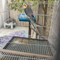 عروس هلندی سخنگو|پرنده|زاوه, |دیوار