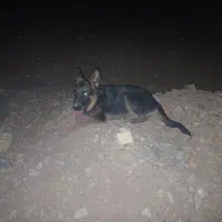 فروش سگ ژرمن