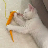 گربه نر ۲ماهه