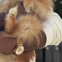 فروش پامر خرسی جذاب|سگ|اردبیل, |دیوار