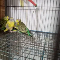 جوجه مرغ عشق سرلاکی آماده دستی کردن