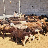 ۵۰ راس میش بره دار و آبستن جوان|حیوانات مزرعه|تهران, آبشار|دیوار