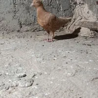 کفتر|پرنده|رفسنجان, |دیوار