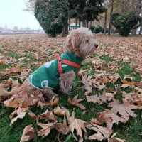 فروش فوری سگ پودل|سگ|اصفهان, خلجا|دیوار