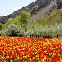 باغچه ۴ دیواری جاده چالوس محله خوش آب و هوای ارنگه