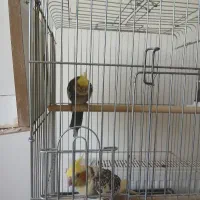 عروس هلندی سخنگو