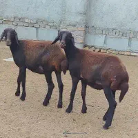 بره توقلی دوقلو جنس بالا(گوسفند)