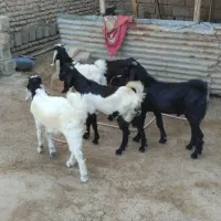 بز پنج تا نر.بیگ گوسفندگاوگوساله بره