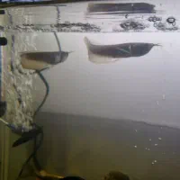 اروانا کوچیک، پولی تایگر، البینو، اندیچری