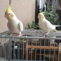 فروش یک جفت عروس هلندی