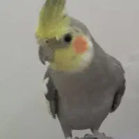 دو تا عروس هلندی نر با قفس