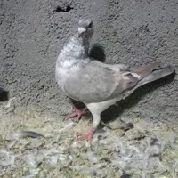 کبوتر|پرنده|گناباد, |دیوار