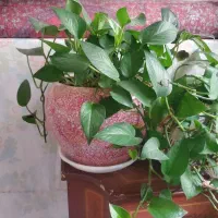 گل های آپارتمانی سالم