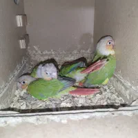 گیرینچیک مولد همراه جوجه/عروس هلندی مولد/ عروس تک|پرنده|بهارستان, |دیوار