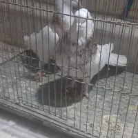 طوقی رنگارنگ|پرنده|قنوات, |دیوار