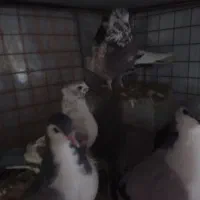 کبوتر|پرنده|کلاله, |دیوار