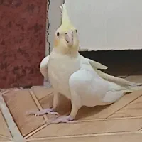 عروس هلندی|پرنده|مشکین‌دشت, |دیوار