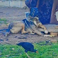 سگ سرابی بی نظیر ۱۵ماهه