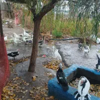 غاز نر و ماده (جوجه اردک اسرائیلی و معمولی)|حیوانات مزرعه|محمدشهر, همایون ویلا|دیوار