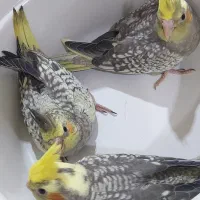 فروش یک جفت عروس هلندی با ۴جوجه|پرنده|هندیجان, |دیوار