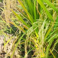 وام شخصی میخام