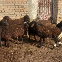 بره نره ماده|حیوانات مزرعه|نوشین شهر, |دیوار