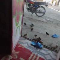 مرغ و جوجه|حیوانات مزرعه|ایرانشهر, |دیوار