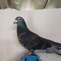 پرنده