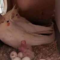 طوطی عروس هلندی|پرنده|قم, نیروگاه|دیوار