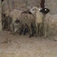 بره یک نر هفت تا ماده قیمت مناسب بردسیر|حیوانات مزرعه|کرمان, |دیوار