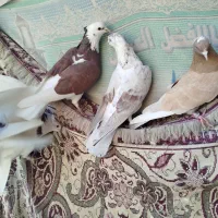 فروش کبوتر