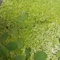 گیاه آکواریوم - گیاه کاهوی آبی