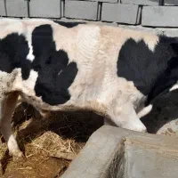 فروش گوساله نر