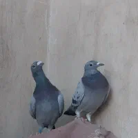 کفترنرماده پلاکی سبزپولکی قره چاپی کیلومتری هوایی|پرنده|مشهد, رضاشهر|دیوار