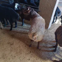 بره نر|حیوانات مزرعه|خنجین, |دیوار