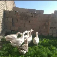 غاز محلی وقو