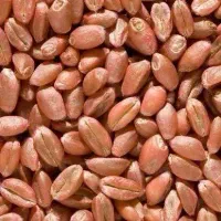فروش فوری گندم قرمز مناسب دام و طیور