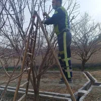 هرس درخت باغبانی صفرتاصد