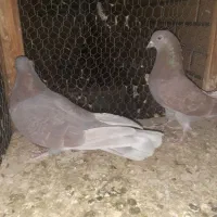 ۵جفت قناری|پرنده|کاشان, باغ ماجد|دیوار