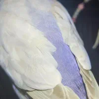 کوتوله ماده
