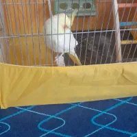 عروس هلندی ماده